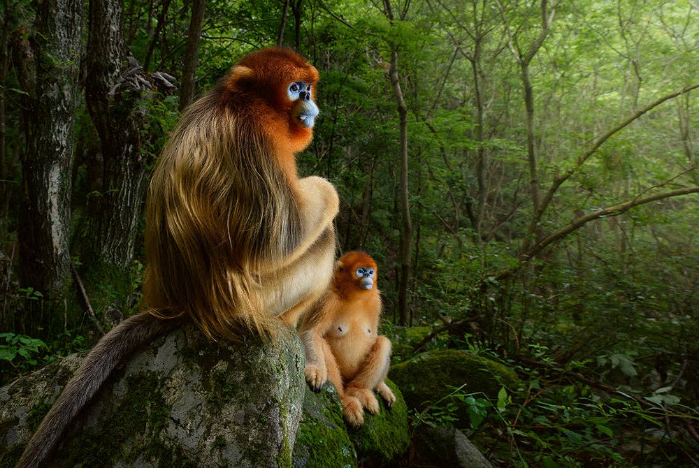 Mother