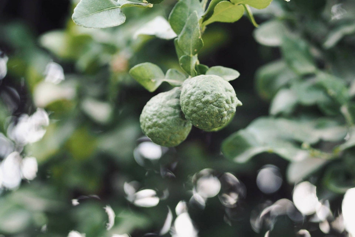 Hinoki Bergamot Hand Wash